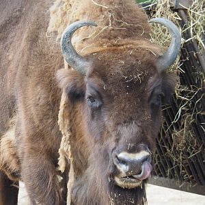 Wisent (Bison bonasus), 2020-07-14