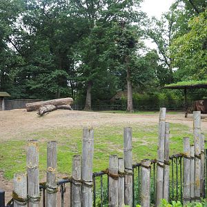Wisent paddock, 2020-07-14