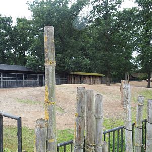 Wisent paddock, 2020-07-14