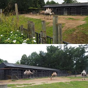 Bactrian camel paddock, 2020-07-14