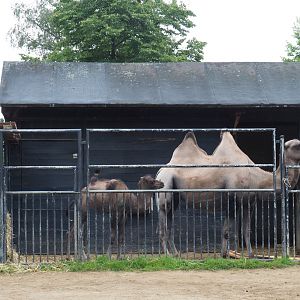 Bactrian camel with calf in separation paddock, 2020-07-14