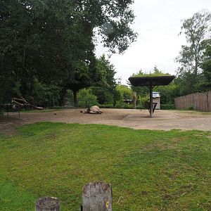 Bactrian camel paddock, 2020-07-14