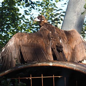 Cinereous vulture (Aegypius monachus), 2020-07-21