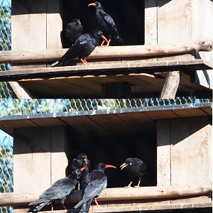 Red-billed choughs (Pyrrhocorax pyrrhocorax), 2020-07-21