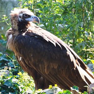 Cinereous vulture (Aegypius monachus), 2020-07-21