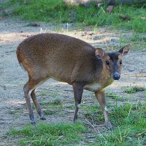Female Reeves' muntjac (Muntiacus reevesi), 2020-07-21