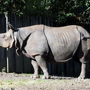 Indian rhinoceros (Rhinoceros unicornis) bull Gujarat, 2020-07-21