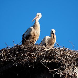 European white storks (Ciconia ciconia) on nest, 2020-07-21