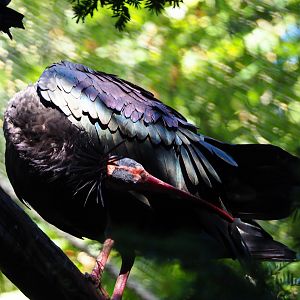 Preening waldrapp (Geronticus eremita), 2020-07-21