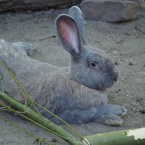 Domestic rabbit (Oryctolagus cuniculus domesticus), 2020-07-21