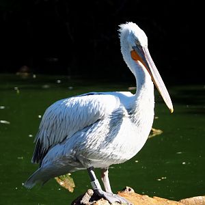 Dalmatian pelican (Pelecanus crispus), 2020-07-21
