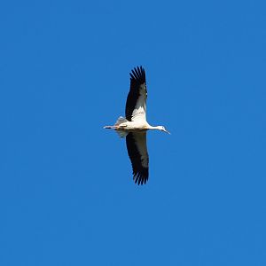 Flying European white stork (Ciconia ciconia), 2020-07-21