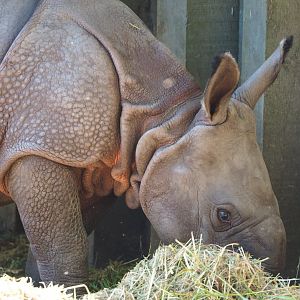 Indian rhinoceros calf Vaiana (Rhinoceros unicornis), 2020-07-21