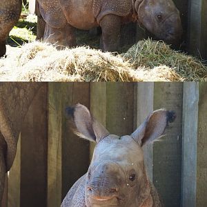 Indian rhinoceros calf Vaiana (Rhinoceros unicornis), 2020-07-21