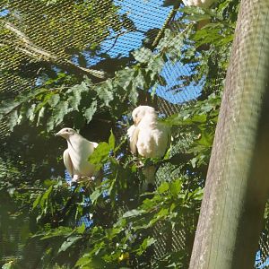 Pied imperial pigeons (Ducula bicolor), 2020-07-21