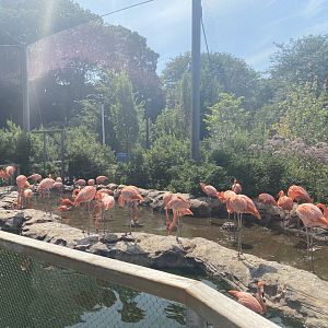 Caribbean flamingos