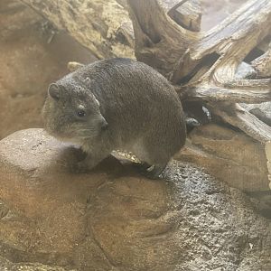 Rock hyrax
