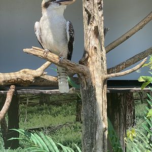 Laughing kookaburra