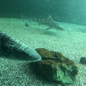 Leopard sharks