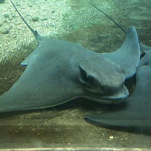 Bat rays