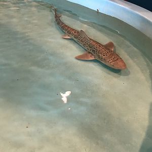 Female leopard shark