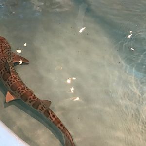 Female leopard shark