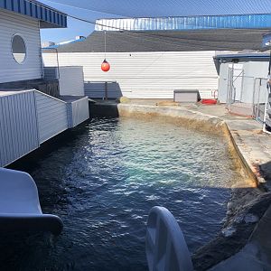 California sea lion/Pacific harbor seal exhibit (above water viewing)