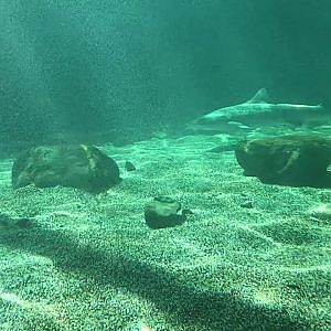 Leopard sharks and northern anchovies