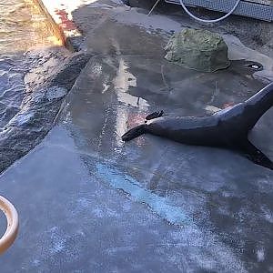 Sea lion show