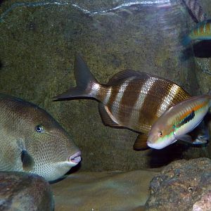 Some nice Mediterranean fishes