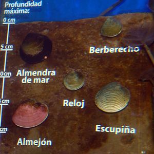 Interesting clam display