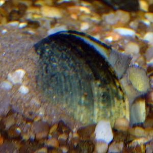 Live clam (ID welcome)