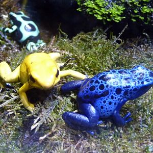 Poison dart frog patrol (Sevilla aquarium)