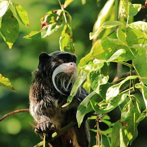 Emperor tamarin (August 2020)