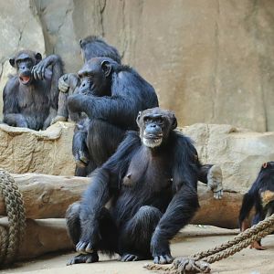 West african chimpanzees (August 2020)