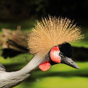 Gray crowned crane (August 2020)