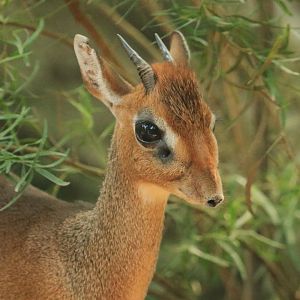 Kirk's dik-dik (August 2020)