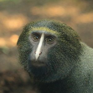 Owl-faced monkey (August 2020)