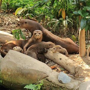 Giant otters (August 2020)