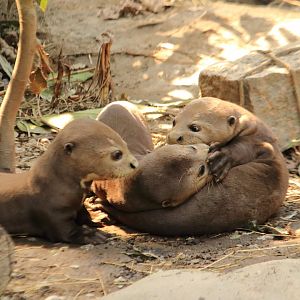 Giant otters (August 2020)