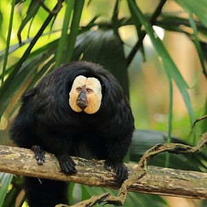 White-faced saki (August 2020)