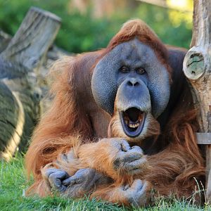 Sumatra orang-utan (August 2020)