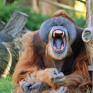 Sumatra orang-utan (August 2020)