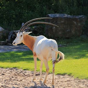 Scimitar-horned oryx (August 2020)