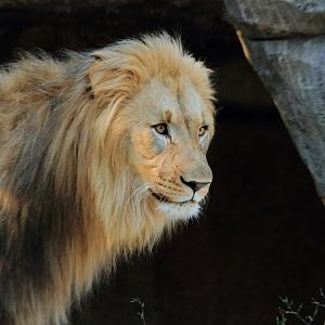 African lion (August 2020)