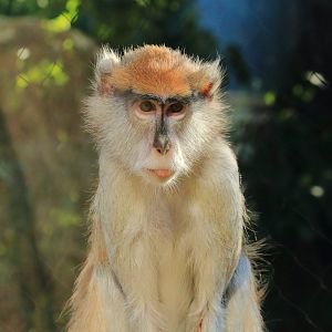 Patas monkey (August 2020)