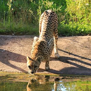 South african cheetah (August 2020)