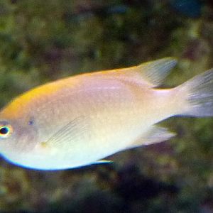 Damselfish for ID