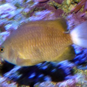 Damselfish for ID (Sevilla aquarium)