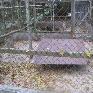 Otterup Andedam - Pheasant aviary #3